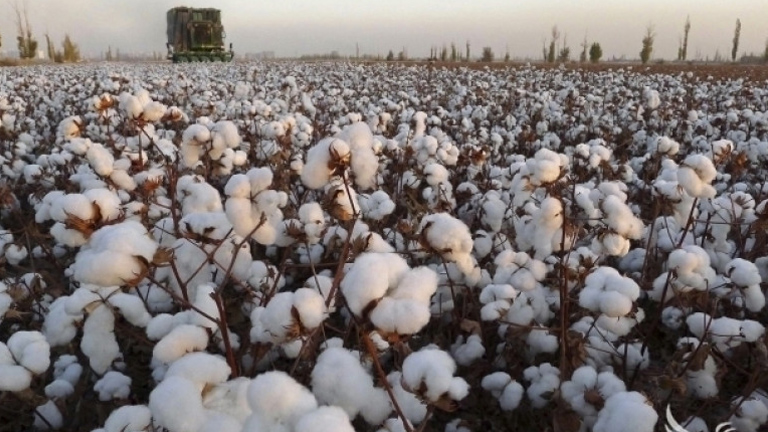 Сушата в САЩ вдига цената на памука до 10-годишен максимум