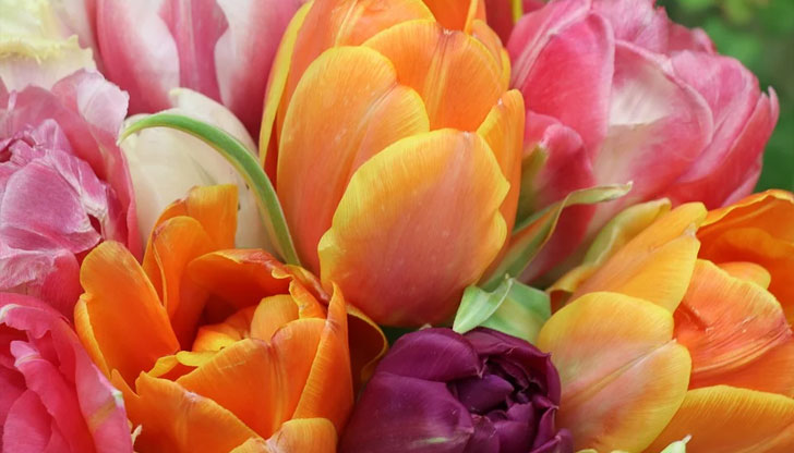 Сериозен скок на цените при цветята отбелязват търговците в Русе