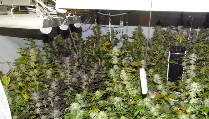 Разбита наркооранжерия по дело, ръководено от Окръжна прокуратура &ndash; РусеЗадържани