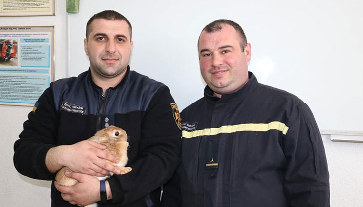 Домашният любимец се е скрил зад дивана на жилищетоБлок гори