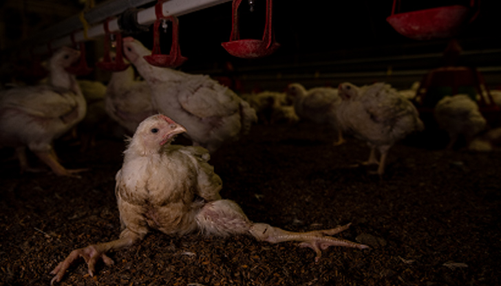 Международен скандал се заформи след публикуването на кадри с жестокост