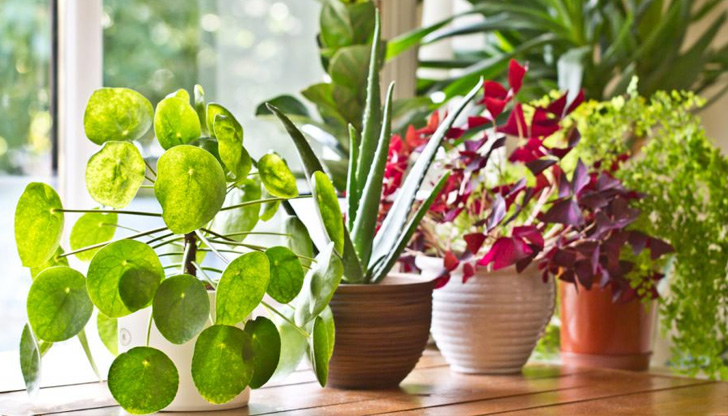 Цветята, които отглеждате у дома, постоянно страдат от липса на