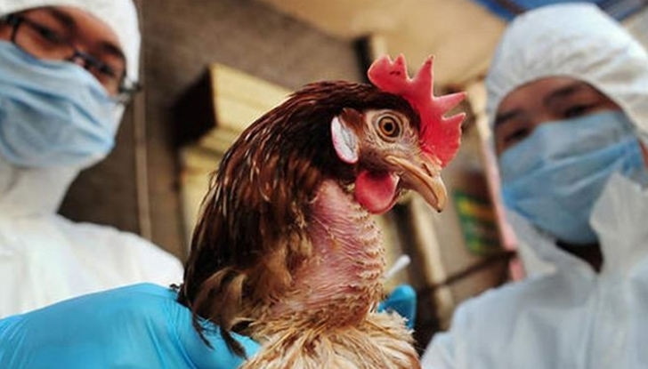 Случаите на болестта са във ферма близо до ГюргевоОгнище на