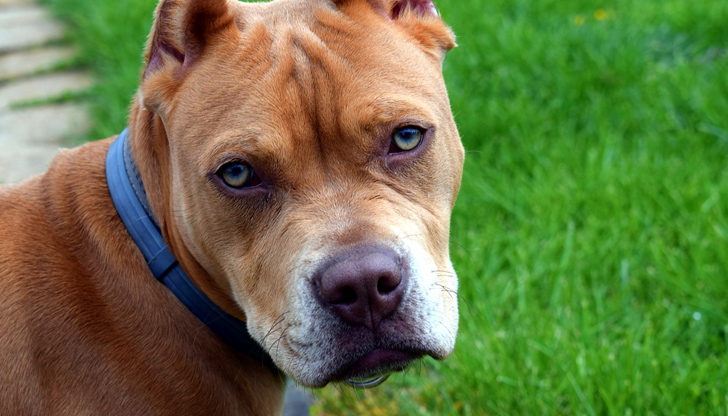 Дете беше нахапано от домашен питбул на детска площадка в