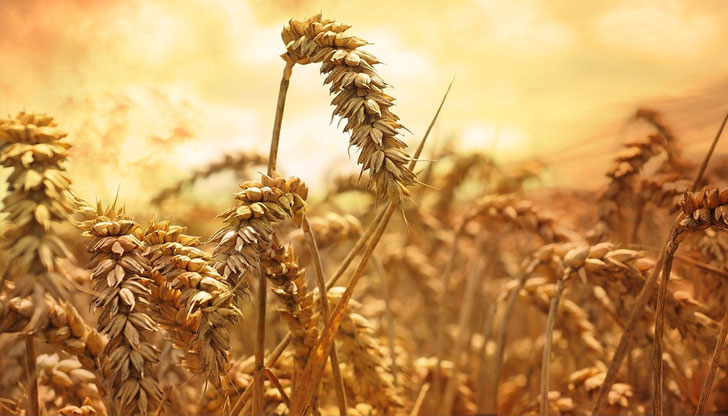 Хранителният протекционизъм се разпространява, докато цените на храните достигнаха рекордни