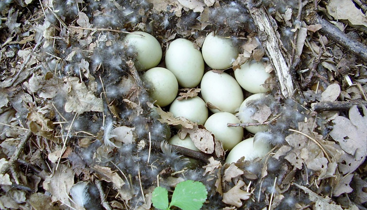 Патешките яйца са полезен продукт, който е популярен както в