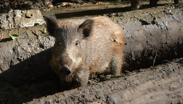 Два случая на африканска чума по диви свине са регистрирани
