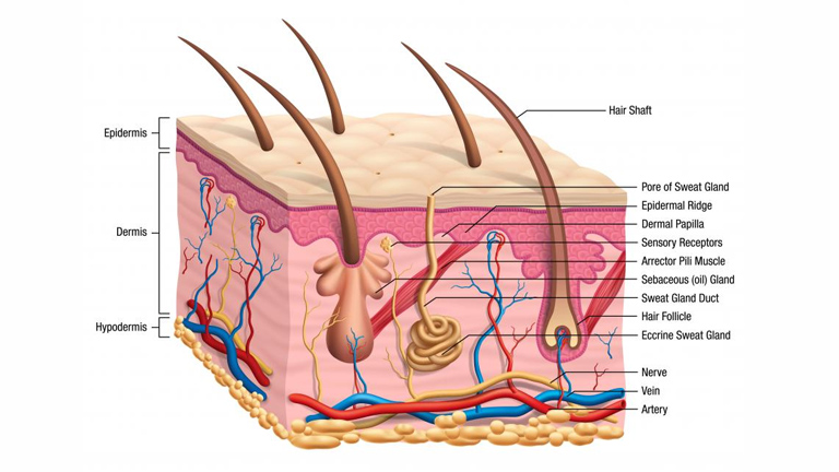 Бактериите са изключително важни за нашата кожа &ndash; ако са