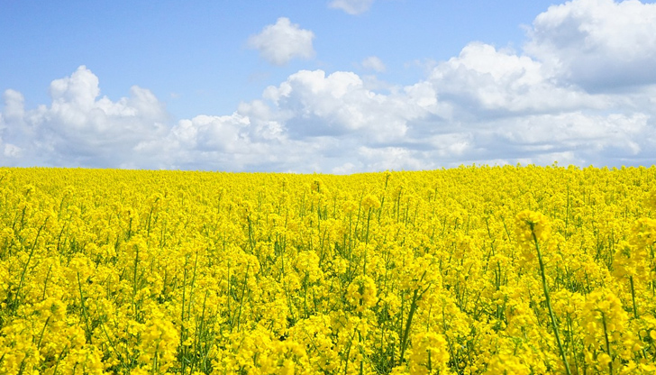 Русия налага временна забрана върху износа на рапица и слънчоглед