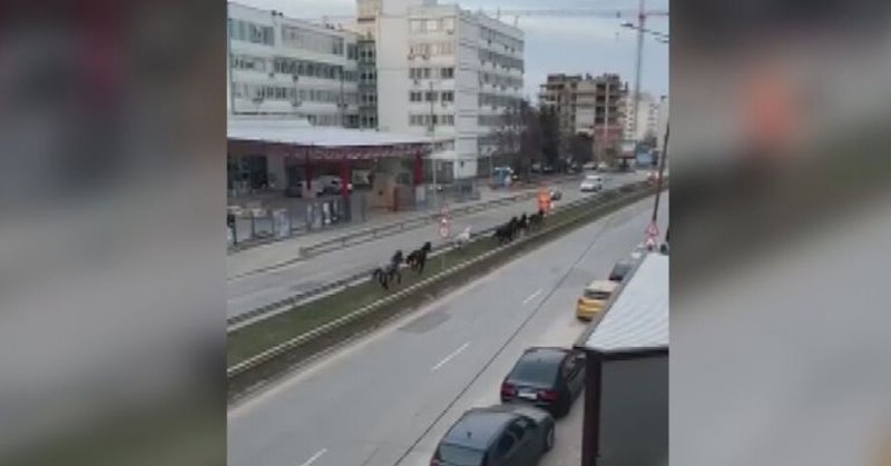 Институциите не успяват да се справят с проблемаКонегалопират на столичен