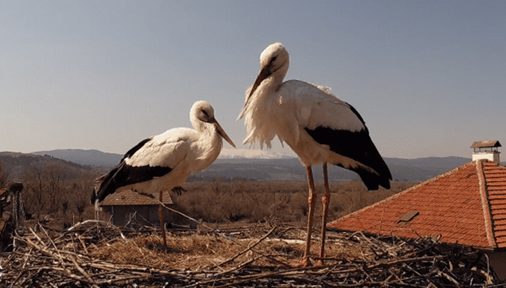 Българското дружество за защита на птицата (БДЗП) поднови излъчването на