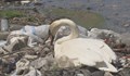 В Деня на Земята - лебеди гнездят върху речен боклук в Сърбия