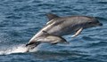 Откриха мъртви делфини в контейнер за смет в Бургас