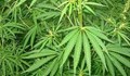 Четири партии искат легализацията на преработката на канабис сатива у нас