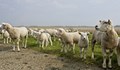 Животновъди съветват агнешкото месо да се купува директно от фермите