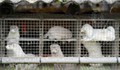 Забраняват вноса и развъждането на норки у нас