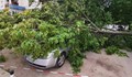 Дърво падна върху автомобил на улица „Антим I“