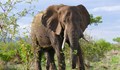 Слон стъпка изследовател в Уганда