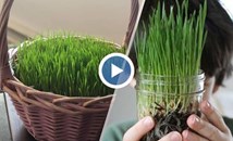 Как да си направим жива трева за Великден?