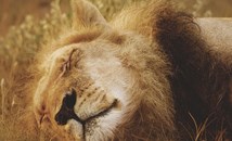Африканец уби лъв с голи ръце