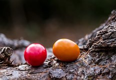 Великден ще е слънчев и топъл със следобедна облачност по видима