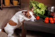 Заключението е на австралийски и британски учени Въпреки че е известно