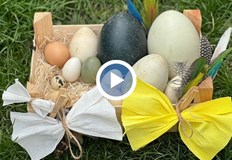 В зоопарка в Бургас е изложена колекция от екзотични яйцаНа