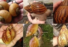 От 13 до 22 май в Екомузей с аквариум в Русе гостува