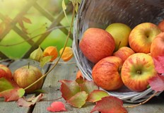 Ябълките са сред най полезните храни с които природата ни е дарила Те