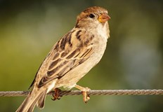 За шеста поредна година у нас се извършва преброяване на