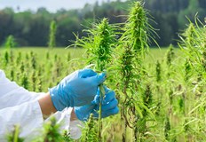 Абсорбира въглероден диоксид помага на почвата и има предимства пред