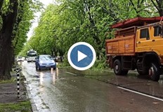 Клон на голямо дърво се прекърши на улица Плиска в Русе