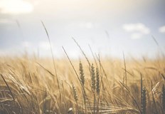 Инвазията на Русия в Украйна е засегнала значителна част от