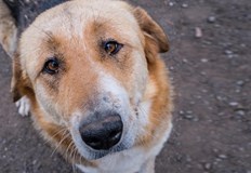 Хора от града разказаха че на животните се подхвърлят филии