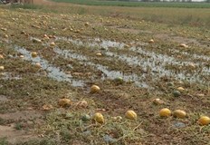 Този въпрос задават земеделци в социалните мрежиСлед четири месеца се