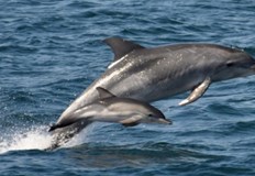 На Зеления телефон на РИОСВ Бургас снощи в три часа