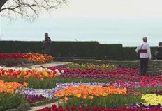 Поглед към красивия Парад на лалетата в Ботаническата градина в