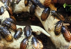 Насекомите са надживели динозаврите заради формата на телата сиПреди 66