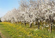 Най важното за богатото плододаване на черешата е добрата почва Тази култура