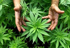 Площите с индустриален коноп в България са се сринали четири