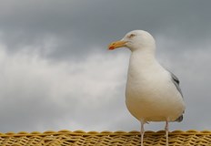 През следващото денонощие облачността над страната ще е разкъсана предимно