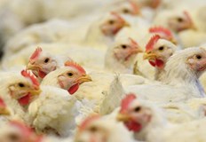 Обявени са мерки за контрол на огнището Определени са предпазна