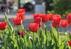 Заоблачаване се очаква късно след обяд над западните райониПрез нощта срещу