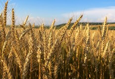 Преди войната Украйна бе един от най големите производители на пшеница
