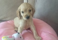 Проучване потвърди това което много от любителите на кучета знаят