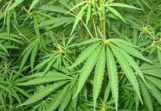 Легализиране на преработката на индустриалния коноп у насЗа това настояват