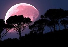 Този уикенд ще се наблюдава явлението розова луна едно