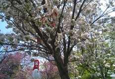 Започналото днес повишение на температурите ще продължи и през празничните