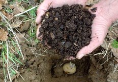 Опитните градинари знаят няколко трика за увеличаване на реколтата от