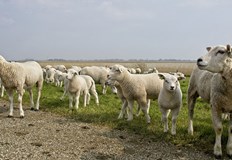 Към момента се продават агнета в ценовия диапазон между 8